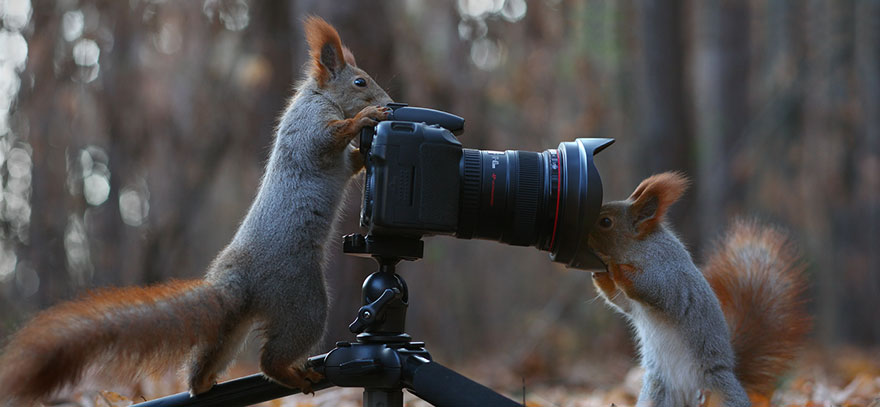 Russian Photographer Captures The Cutest Squirrel Photo Session Ever