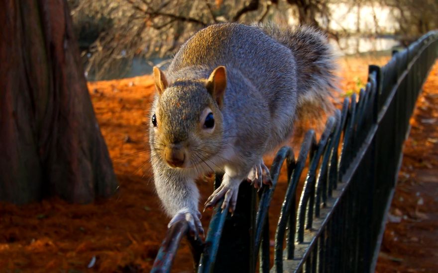 Squirrel On A Fence