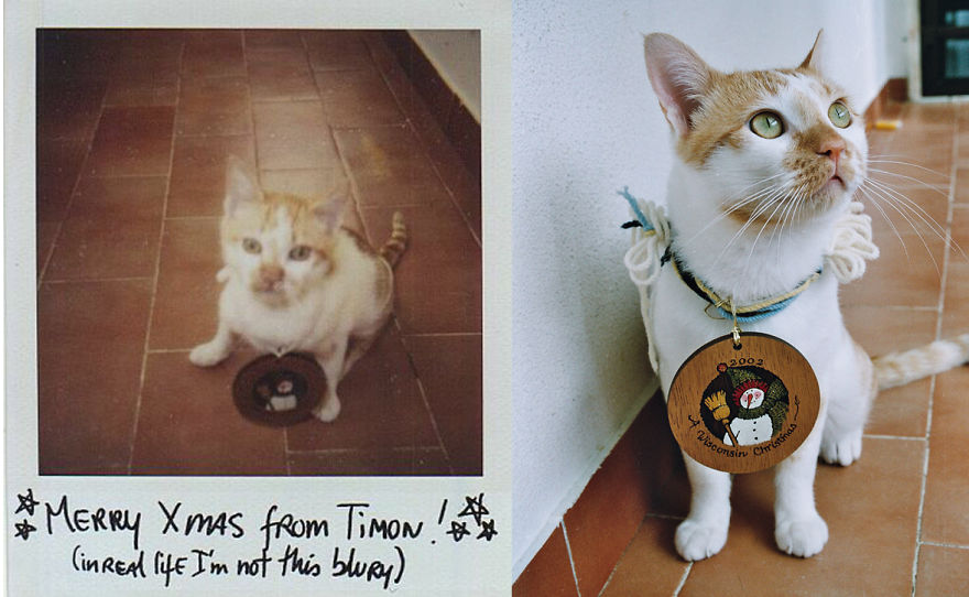 Timon With A Christmas Ornament One Year Later