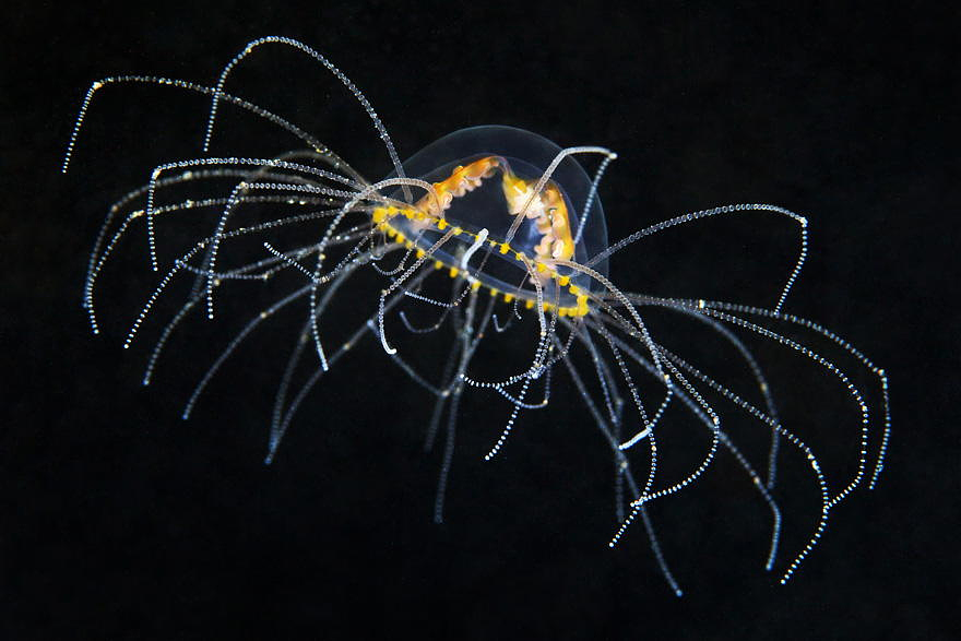 Gonionemus Vertens - Most Dangerous Jelly In The Japan Sea