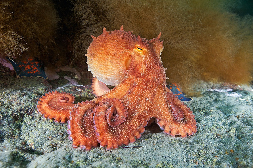 Enteroctopus Dofleini Also Known As The Giant Pacific Octopus