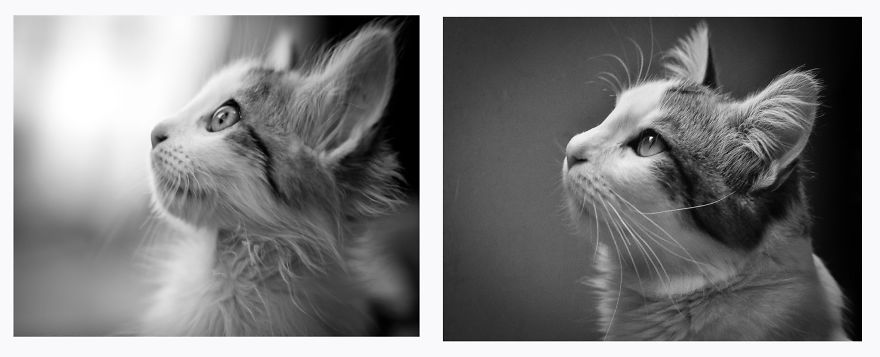 My Cat: Mr. Van Der Waals. The Day That He Comes To Me (left) And 1 Year After That (right)
