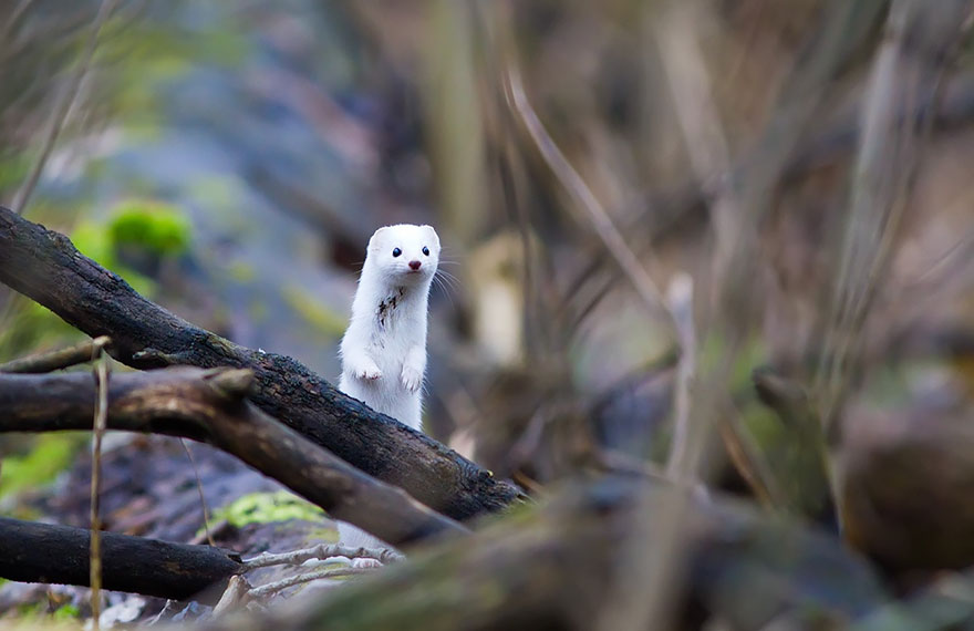 Weasel