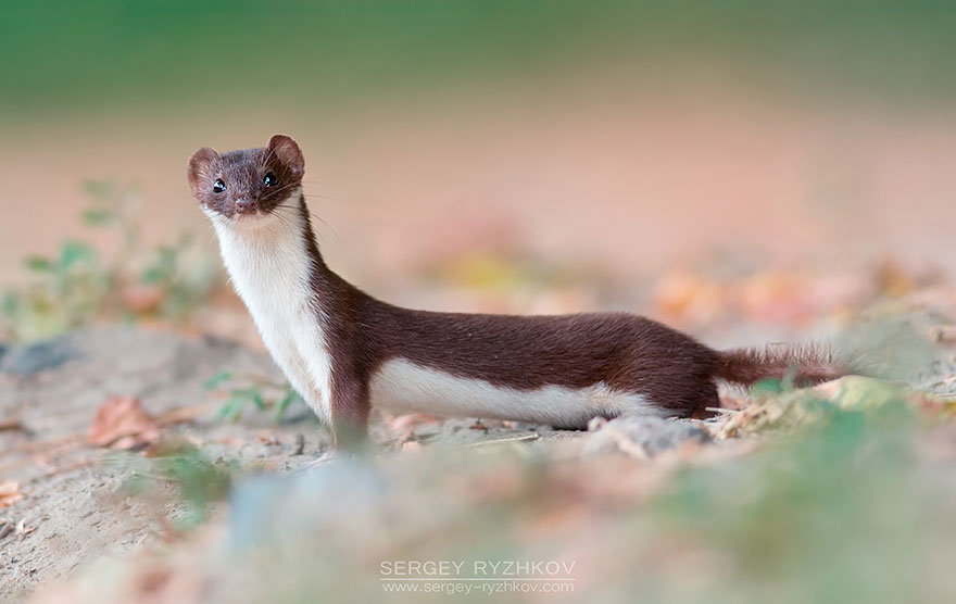 The Least Weasel