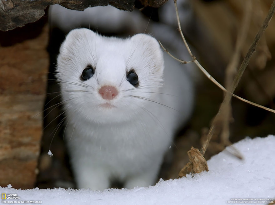 The Least Weasel