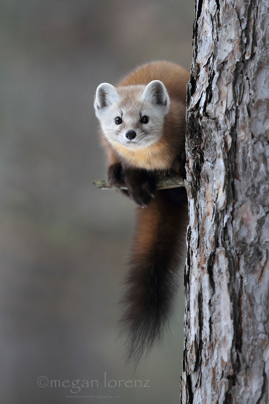 American Marten