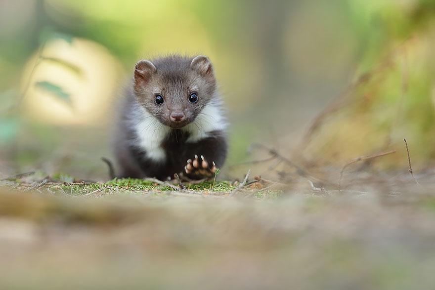 The Beech Marten