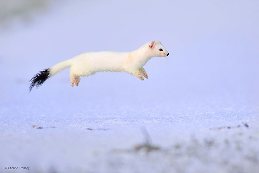 Stoat