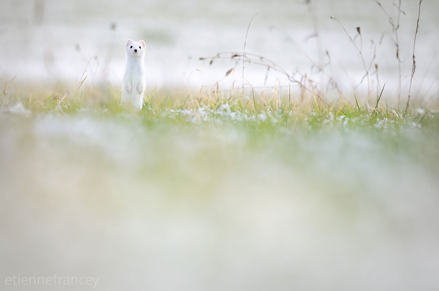 White Stoat
