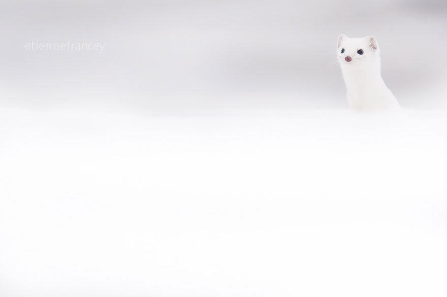 White Stoat