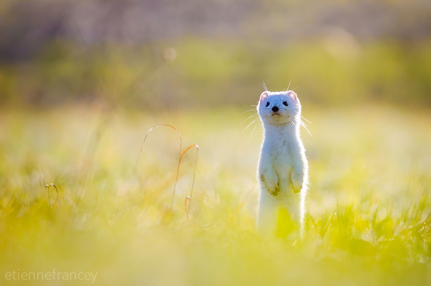 Stoat