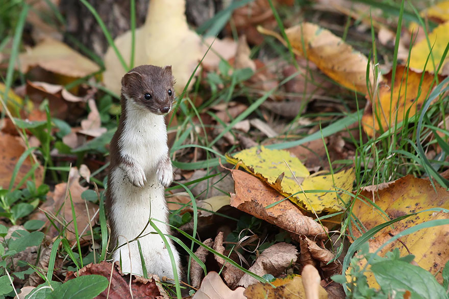 Weasel In The Autumn Leaves
