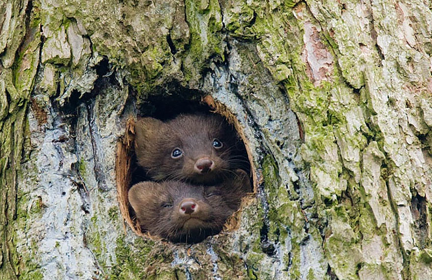Pine Martens