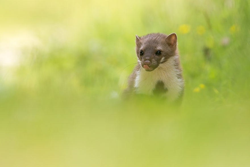 Stone Marten