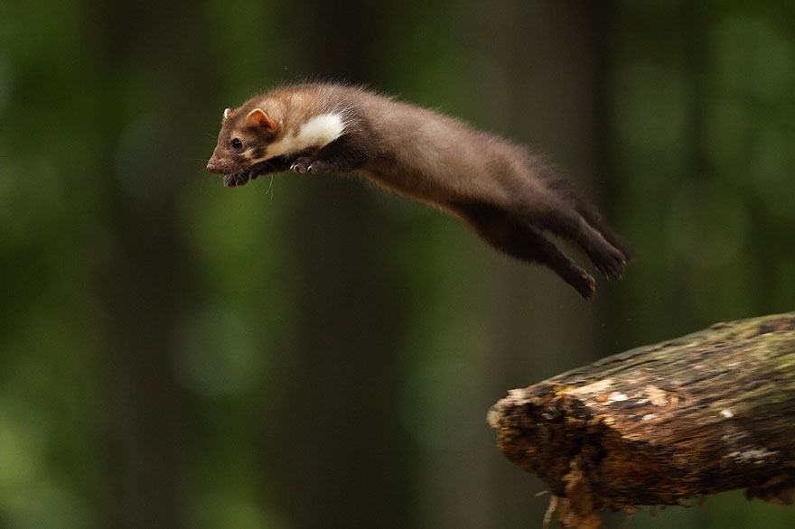 Beech Marten