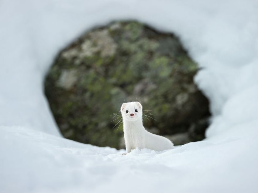 White Stoat