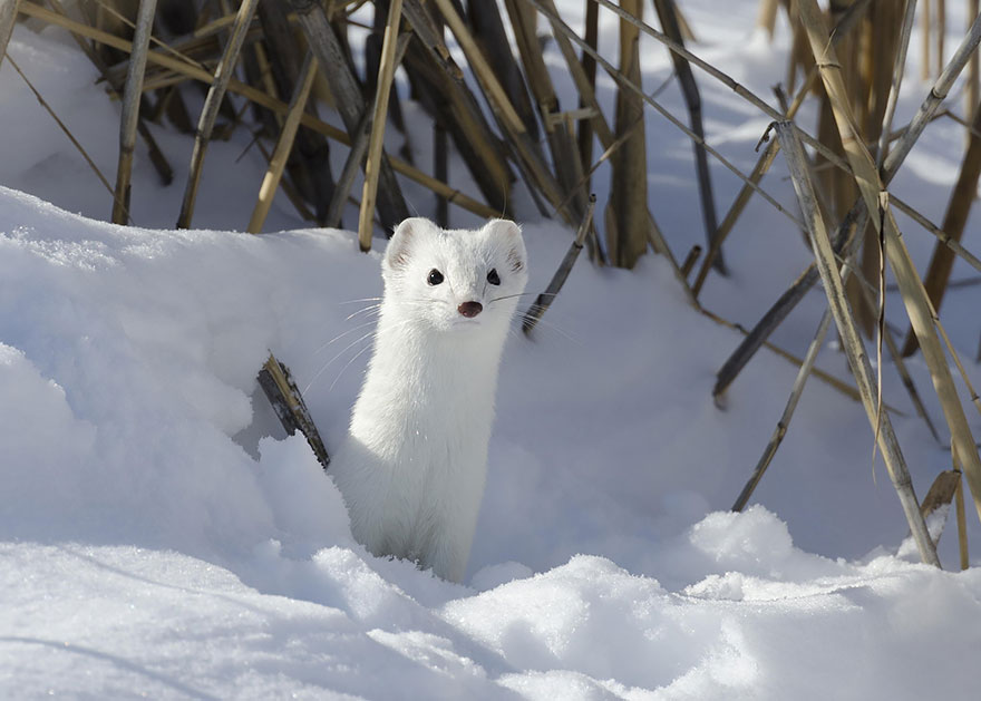 Winter Stoat