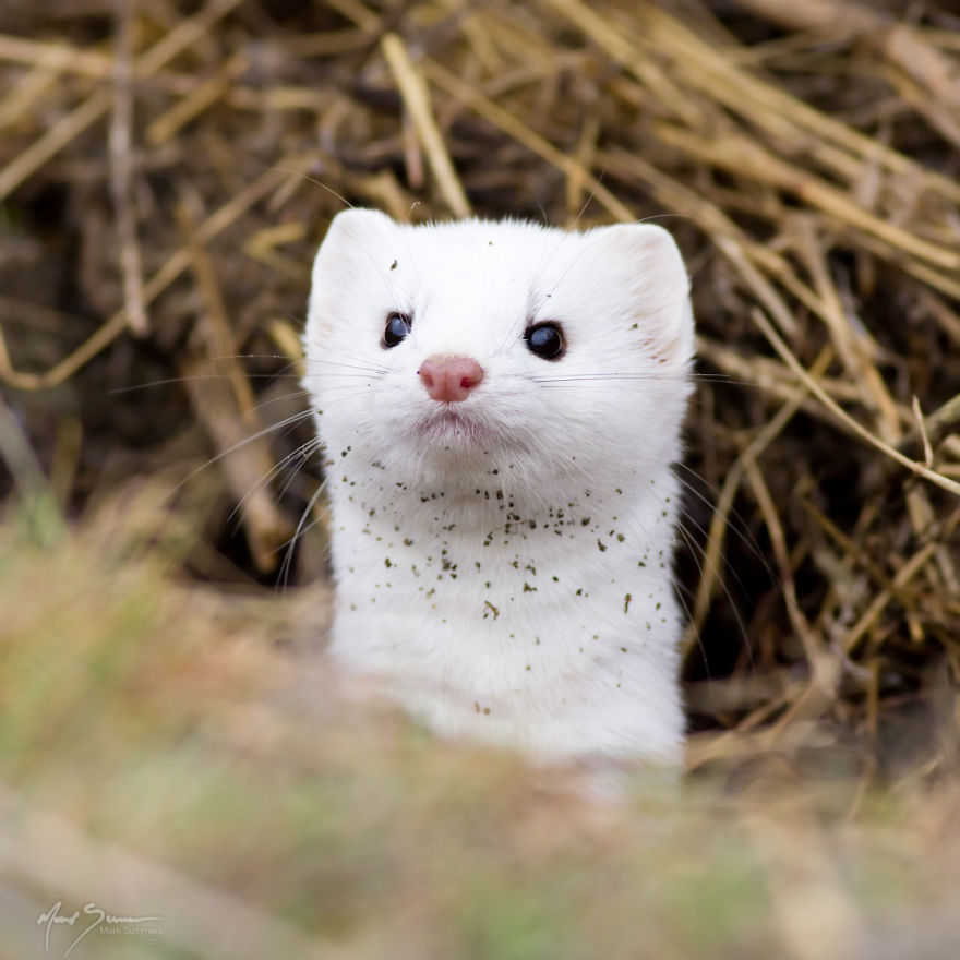 Long-tailed Weasel