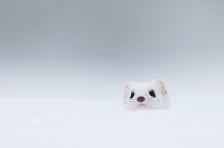 White Stoat