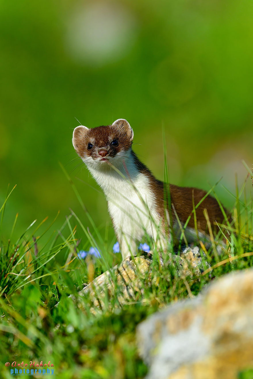 Stoat At Großglockner