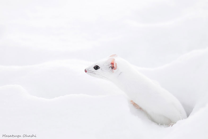 Ezo Stoat