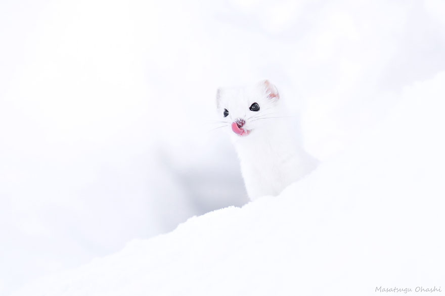 Ezo Stoat