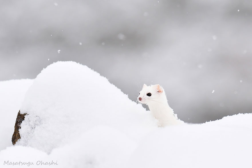 Ezo Stoat