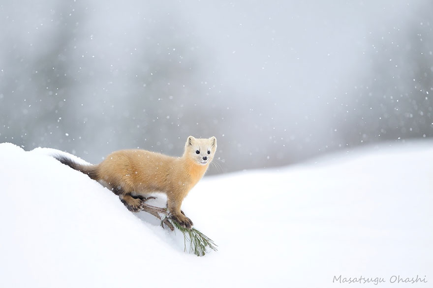 Japanese Marten
