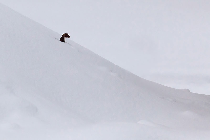 Weasel In Snow