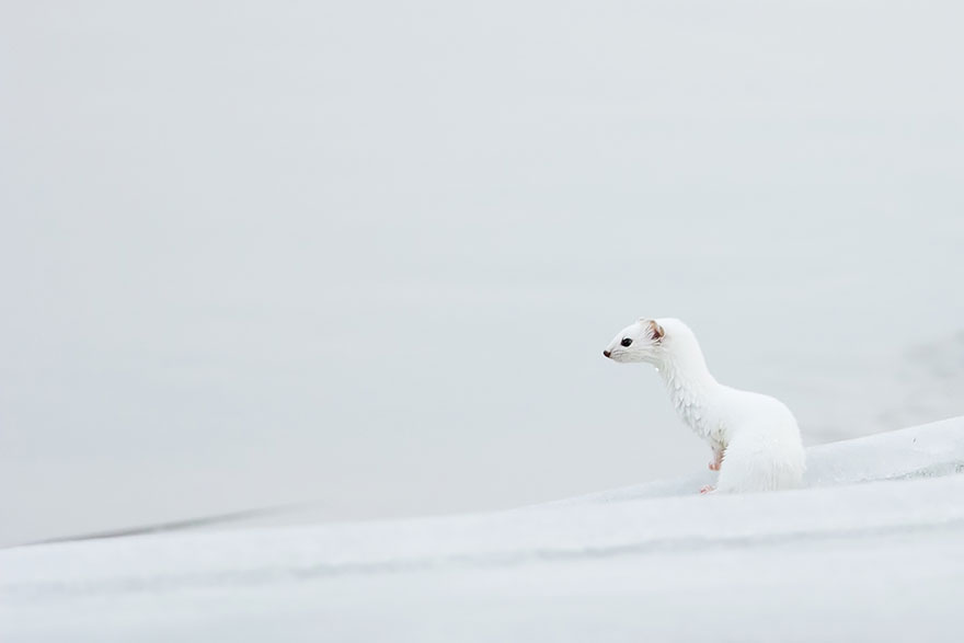 Weasel In Estonia
