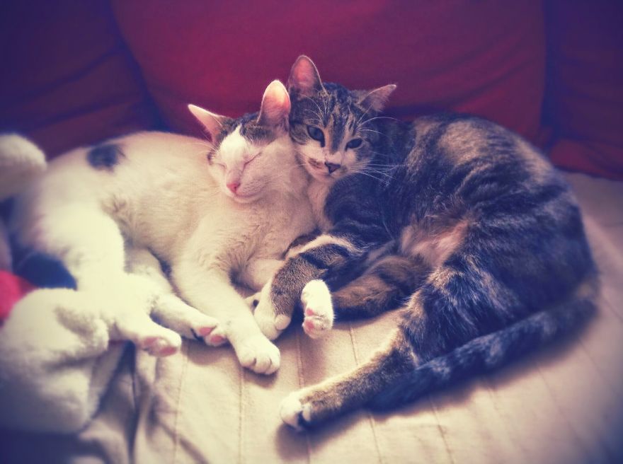 Winnie & Shumi Cuddling On February 15, 2015, Bucharest