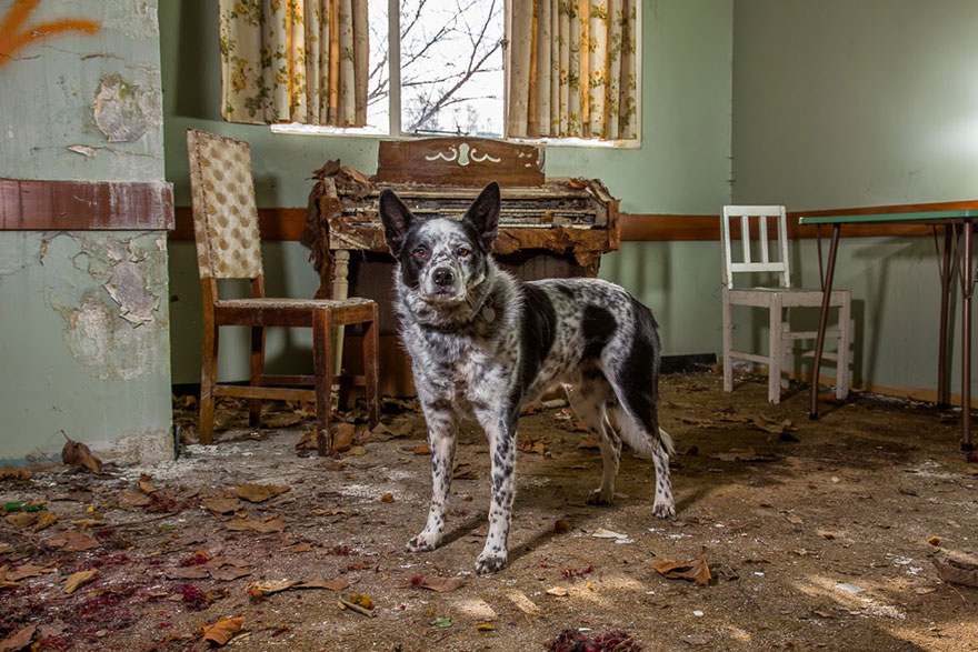 Photographer Takes Portraits Of The World's Hardest-Working Dogs