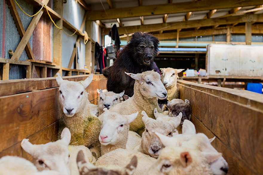 Photographer Takes Portraits Of The World's Hardest-Working Dogs