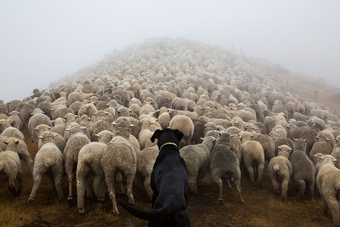 Photographer Takes Portraits Of The World’s Hardest-Working Dogs