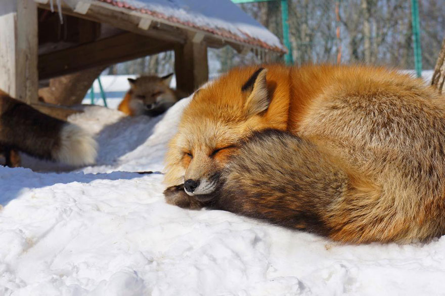 Fox Village In Japan Is Probably The Cutest Place On Earth