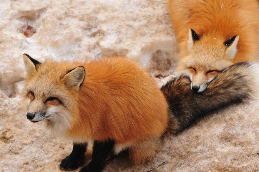 Fox Village In Japan Is Probably The Cutest Place On Earth Bored