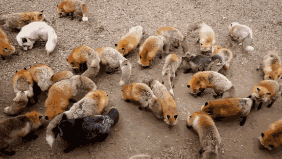 Fox Village In Japan Is Probably The Cutest Place On Earth
