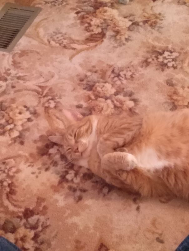 Carpet Cat