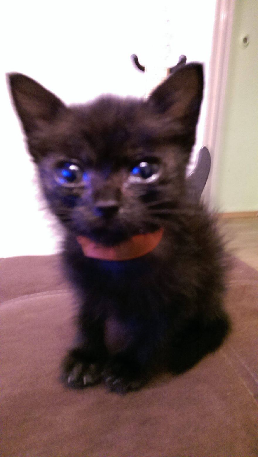Rescued Cat