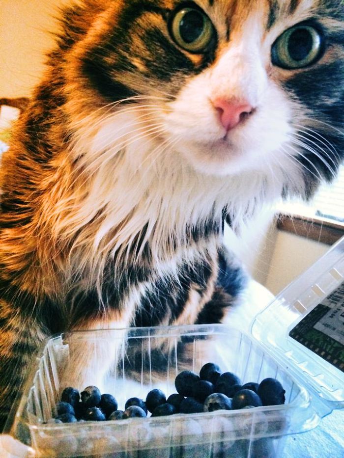 Margot Likes Blueberries