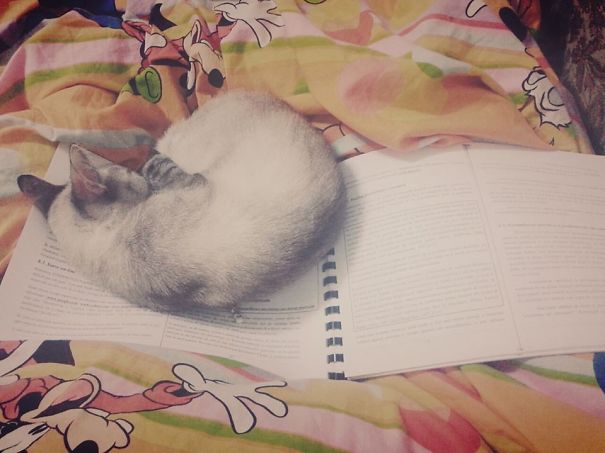 Study... My Sleeping,human