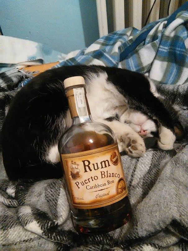 Cat And Rum