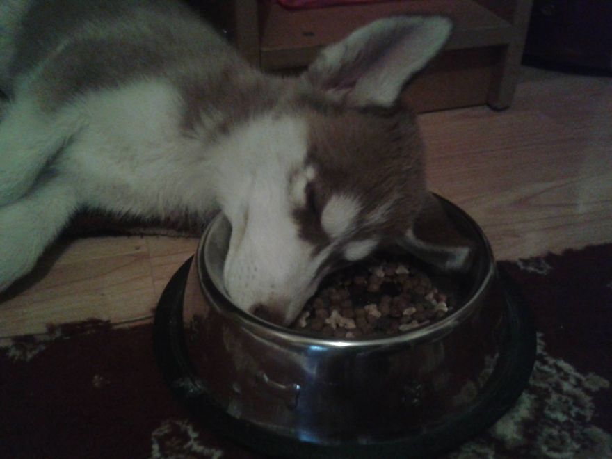 Nova Growing Up
