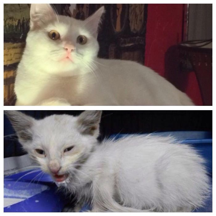 Peter Wabbit From Stray Waif Kitten To Sweet And Loved Indoor Kitty!