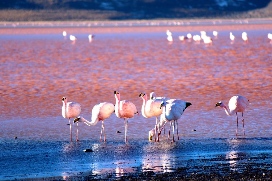 Postcards From The Bolivian Salt Flats Tour