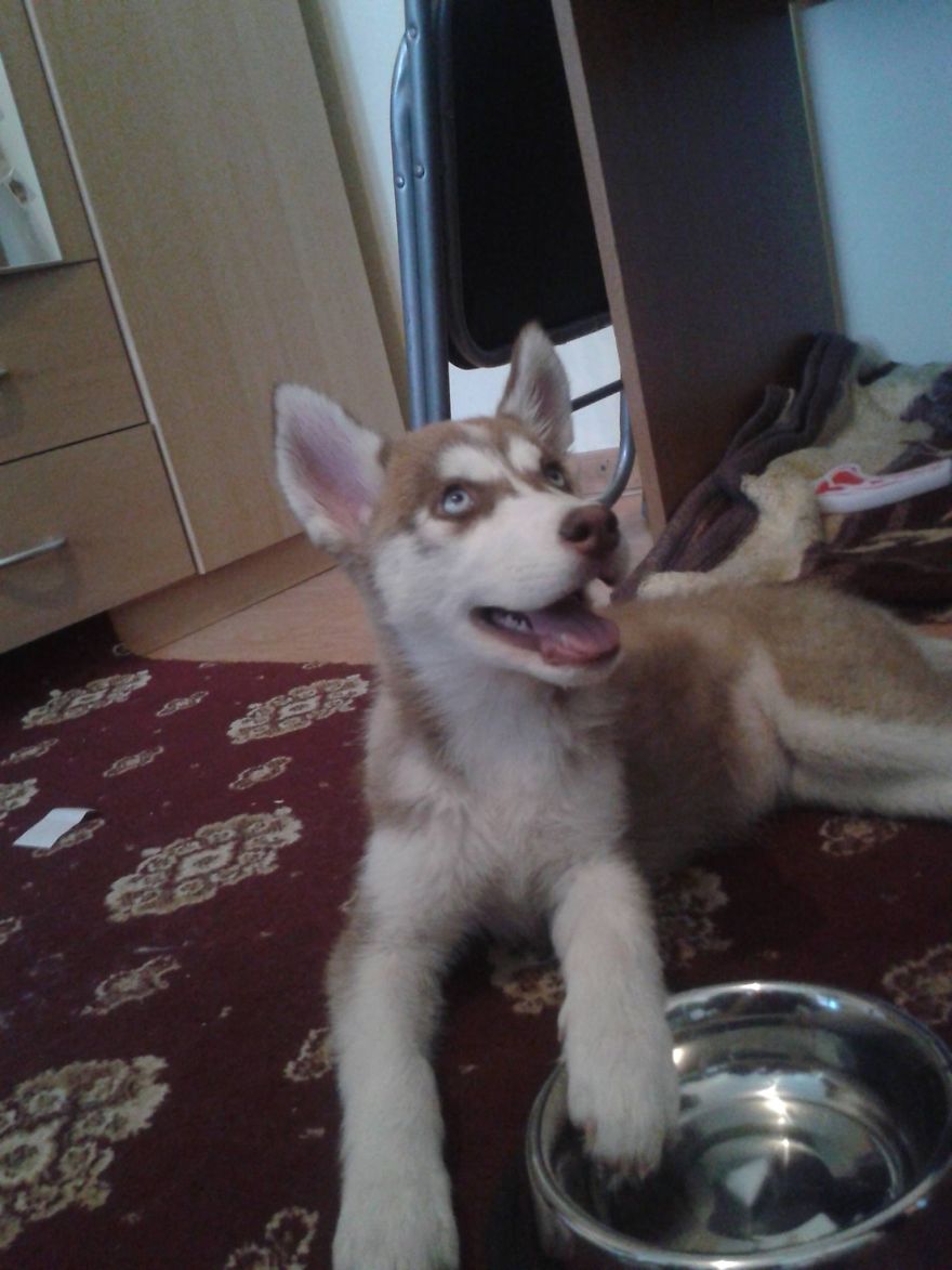 Nova Growing Up