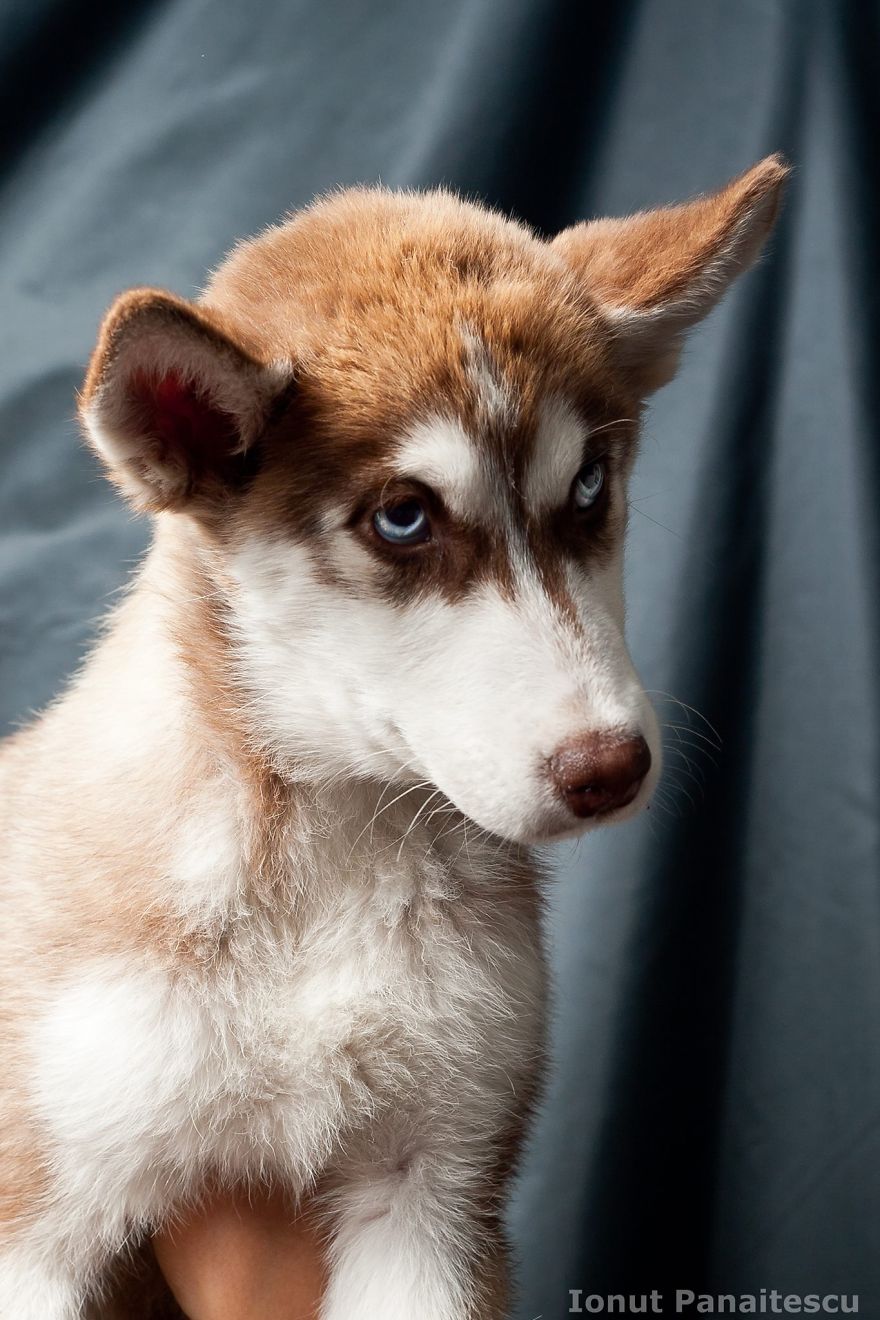 Nova Growing Up