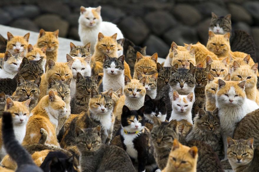 Aoshima: Japanese Cat Island