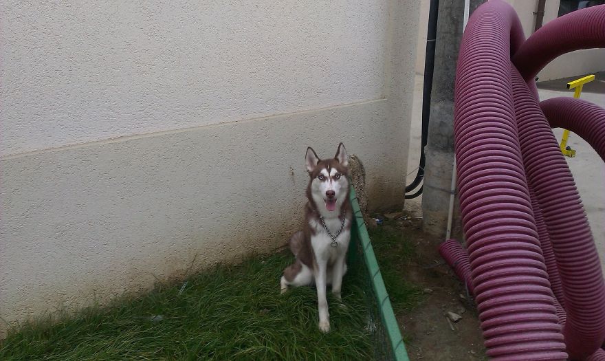 Nova Growing Up