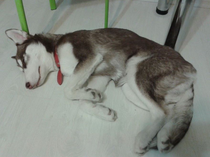 Nova Growing Up